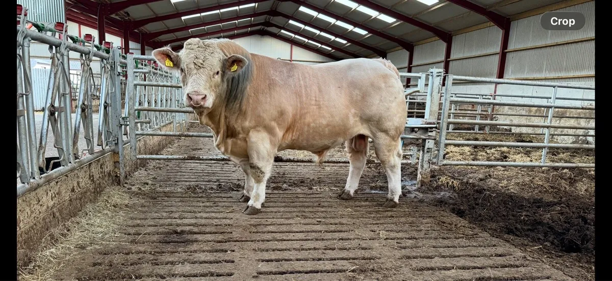 Young Charolais bulls for sale - Image 3