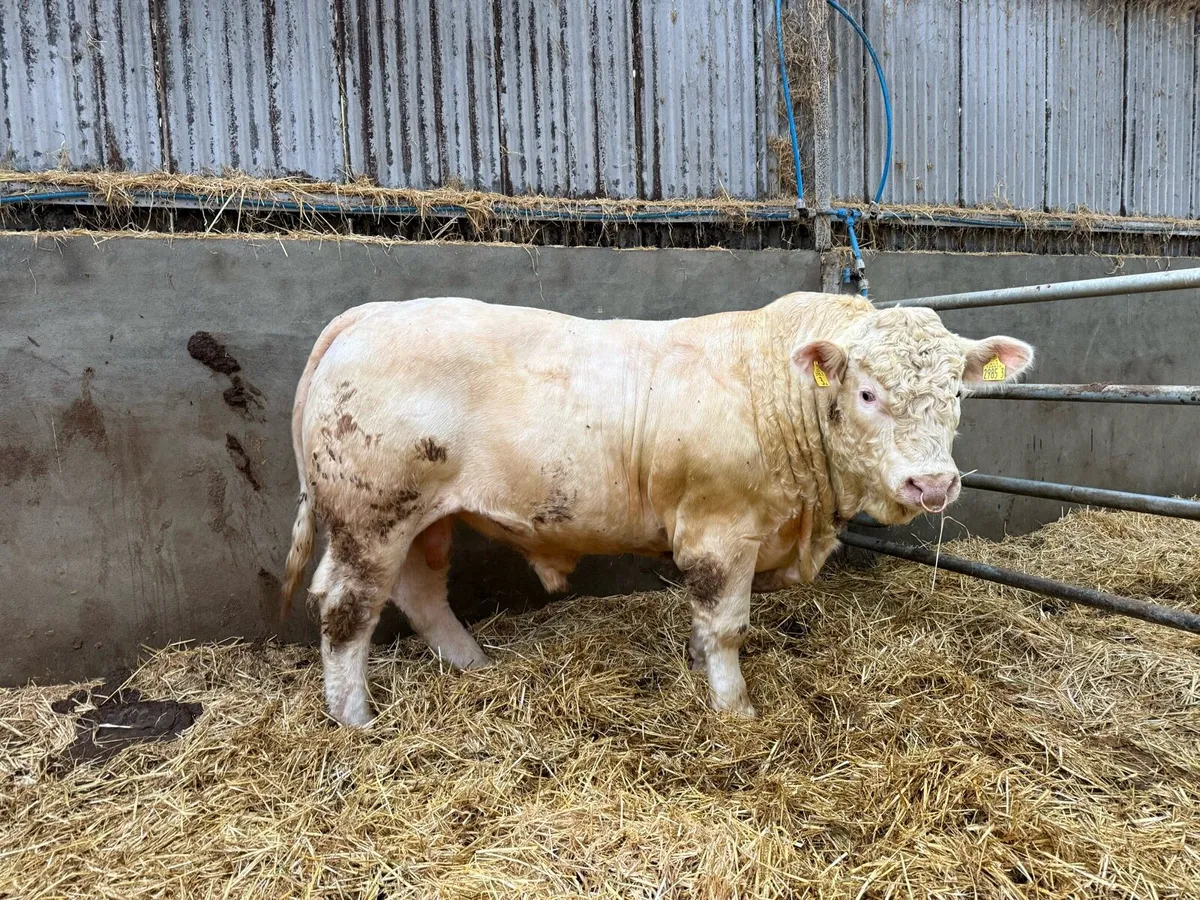 Young Charolais bulls for sale - Image 2