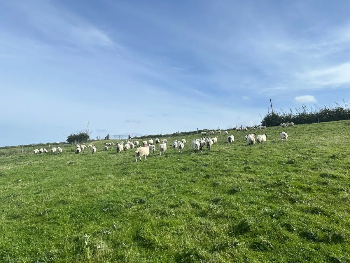 Lanark Cross & Mule type ram lambs - Image 2