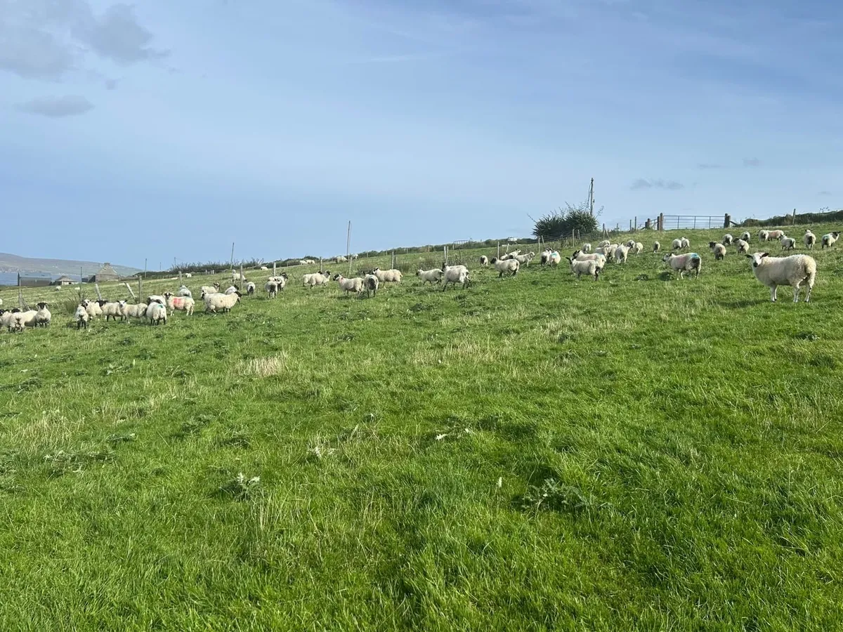 Lanark Cross & Mule type ram lambs - Image 1