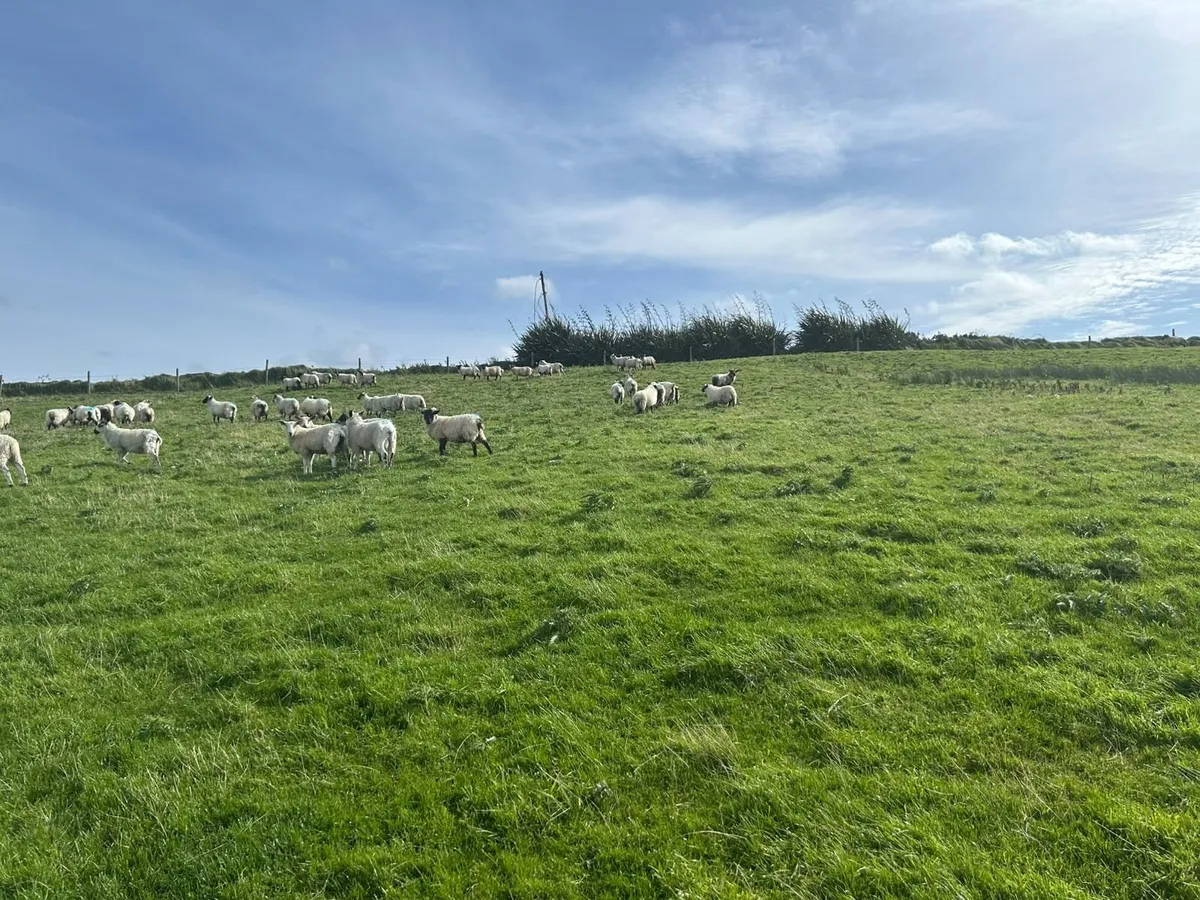 Lanark Cross & Mule type ram lambs - Image 3
