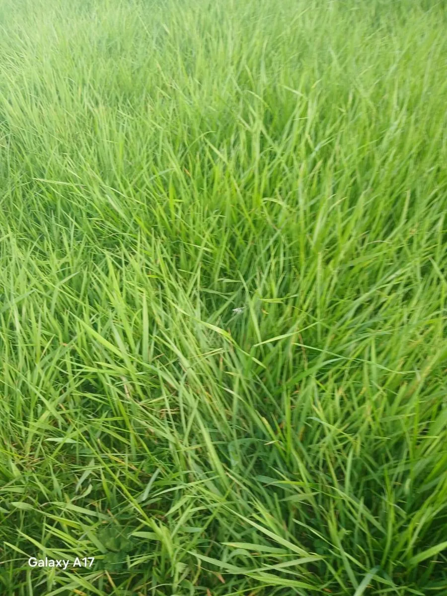 Grass ready to cut.