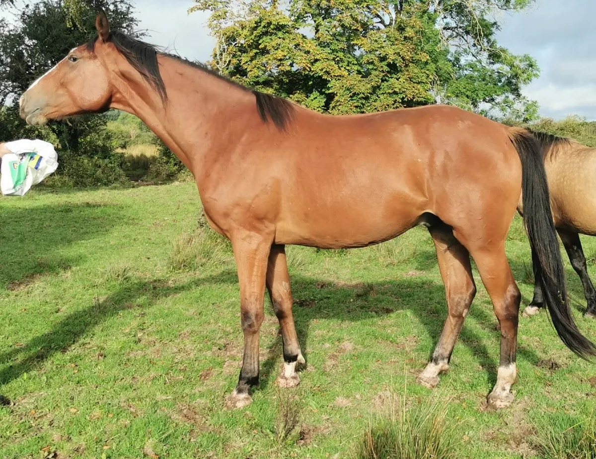 Top Class Hunter - Image 1