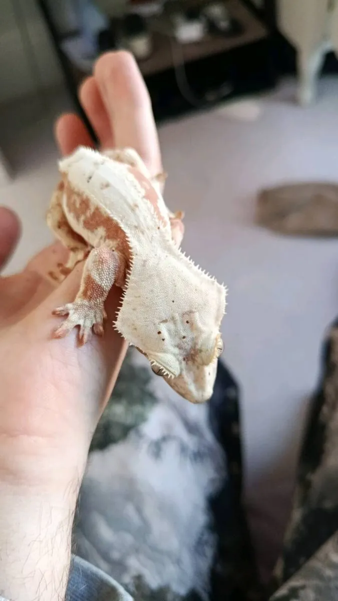 Rare Morph Crested gecko and his complete setup! - Image 2
