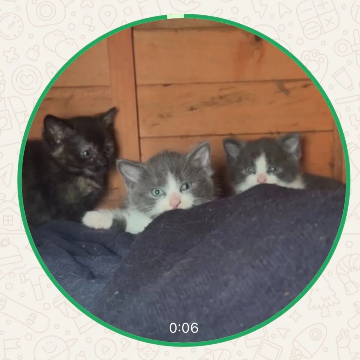 Kittens - Image 1