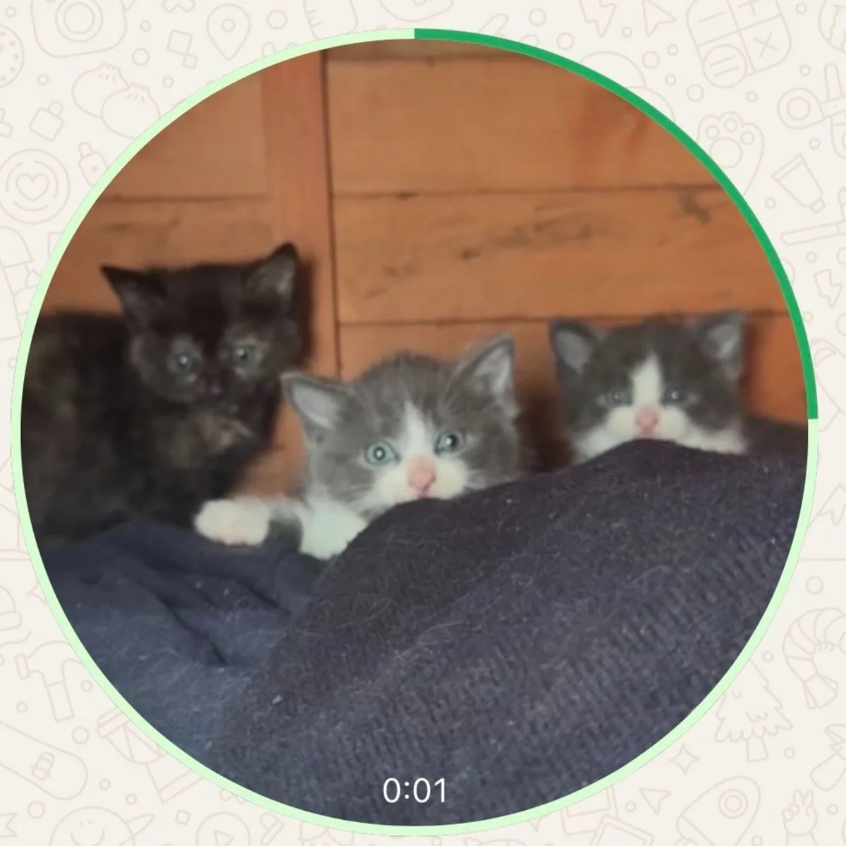 Kittens - Image 2