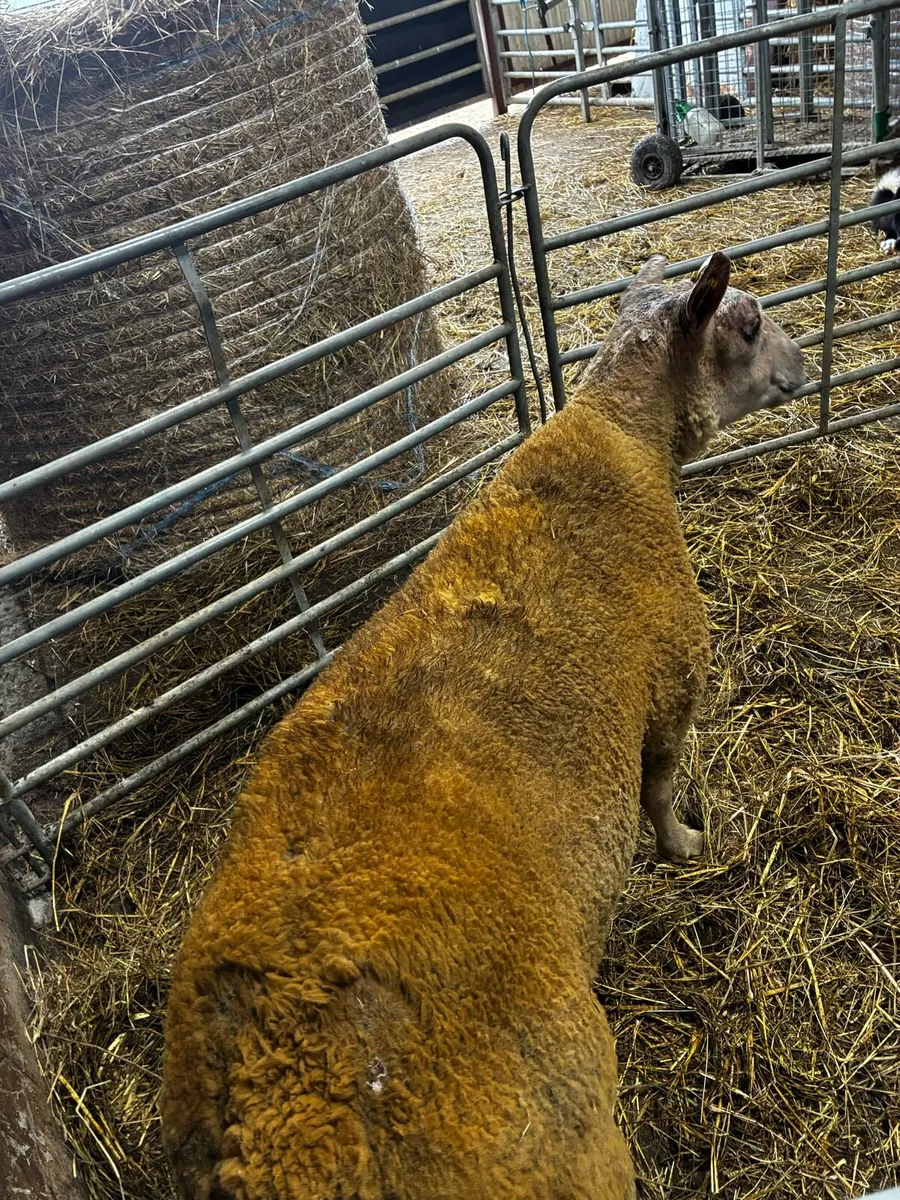 🔥🔥Charollais hogget ram🔥🔥 - Image 2