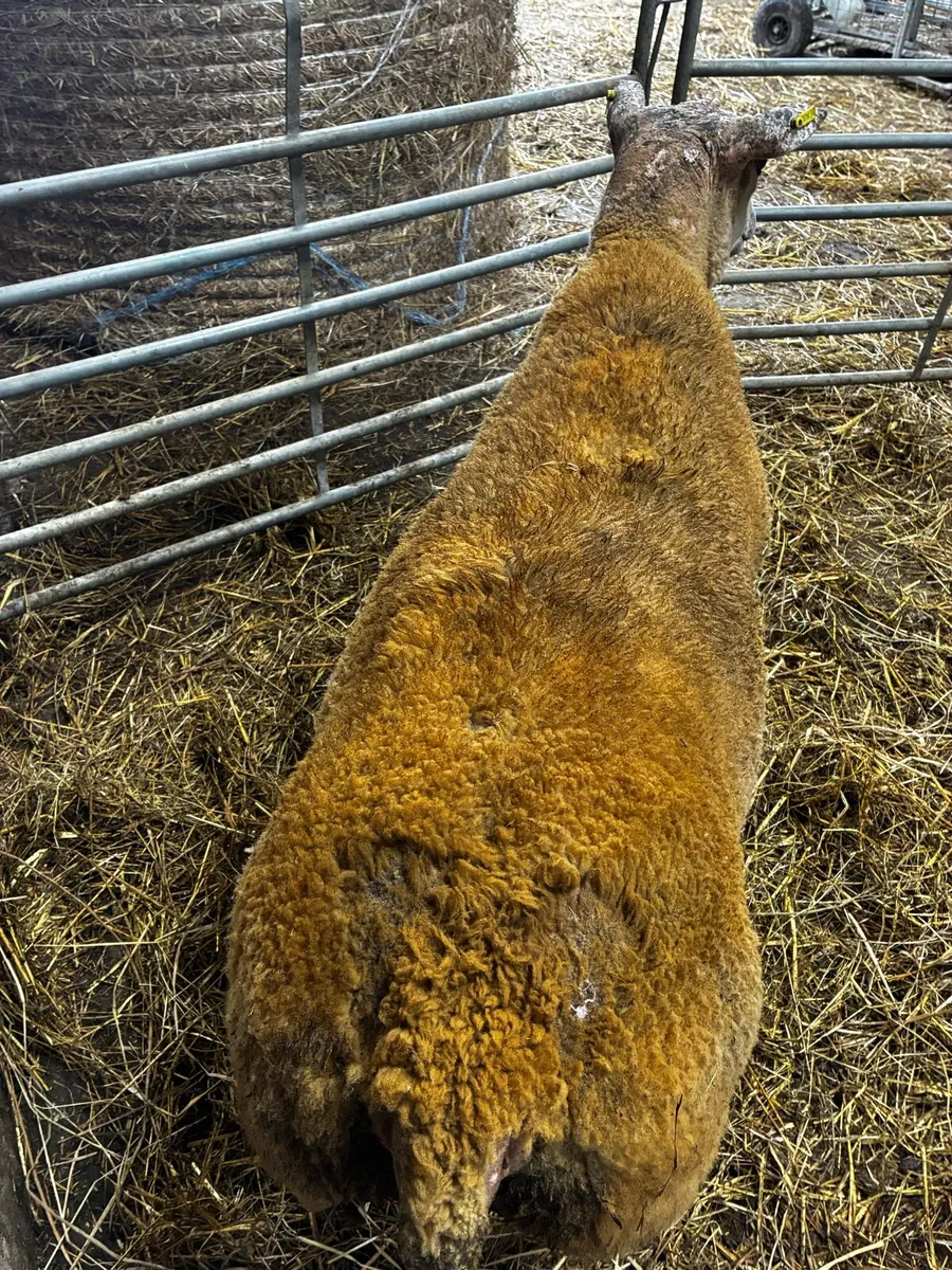 🔥🔥Charollais hogget ram🔥🔥 - Image 3