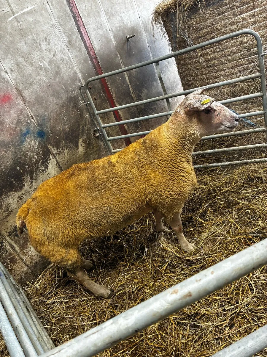 🔥🔥Charollais hogget ram🔥🔥 - Image 1