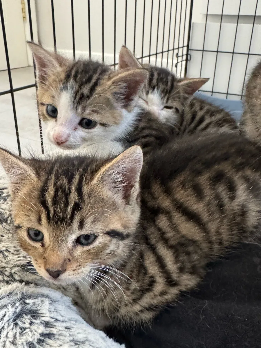 Kittens - Image 2