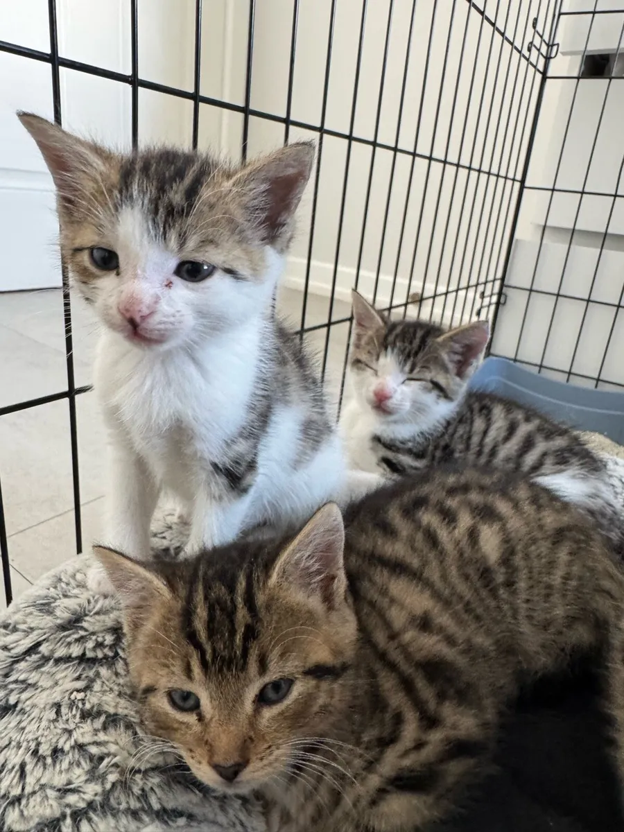 Kittens - Image 4