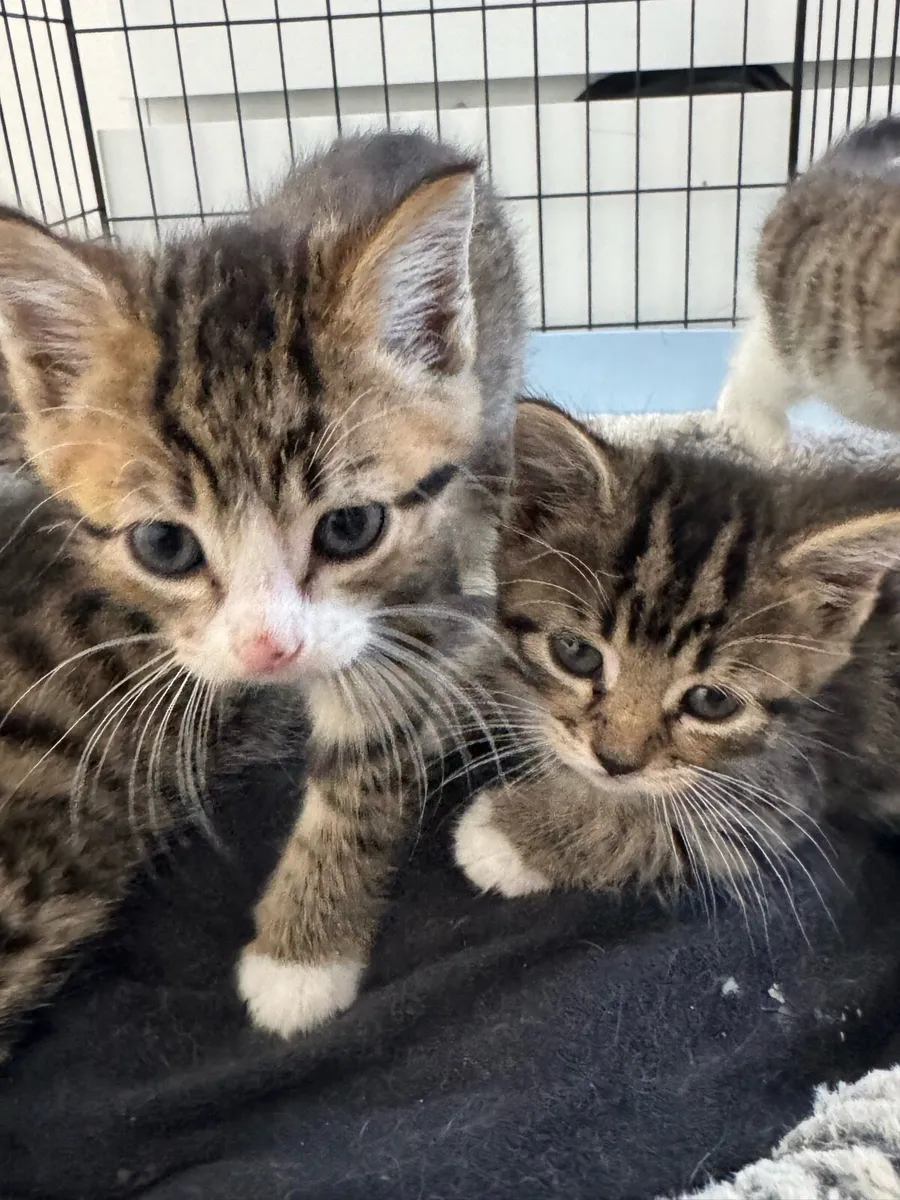 Kittens - Image 3