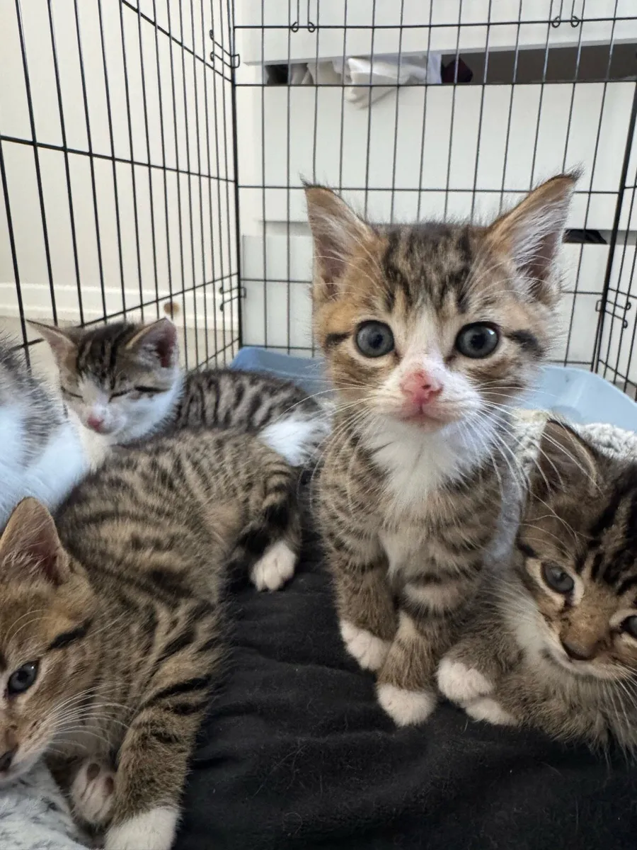 Kittens - Image 1