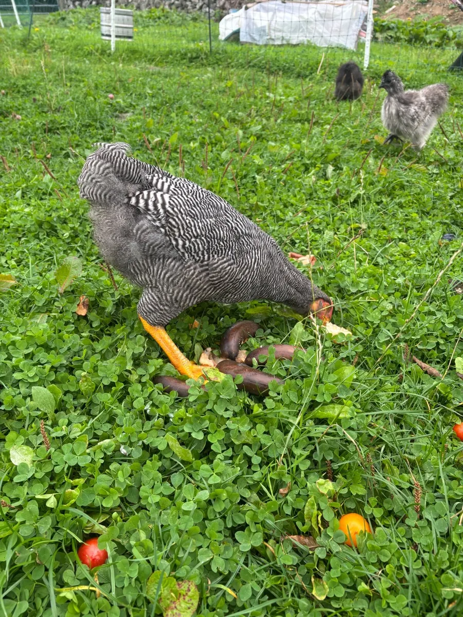 Roosters - Image 1