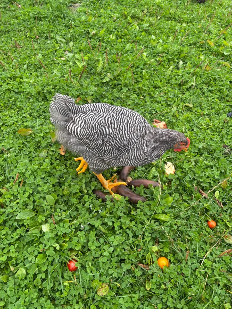 Roosters - Image 2
