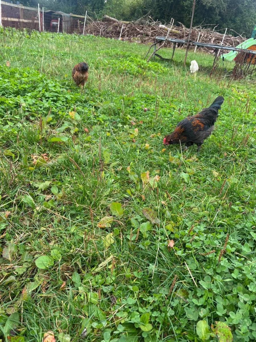Roosters - Image 3