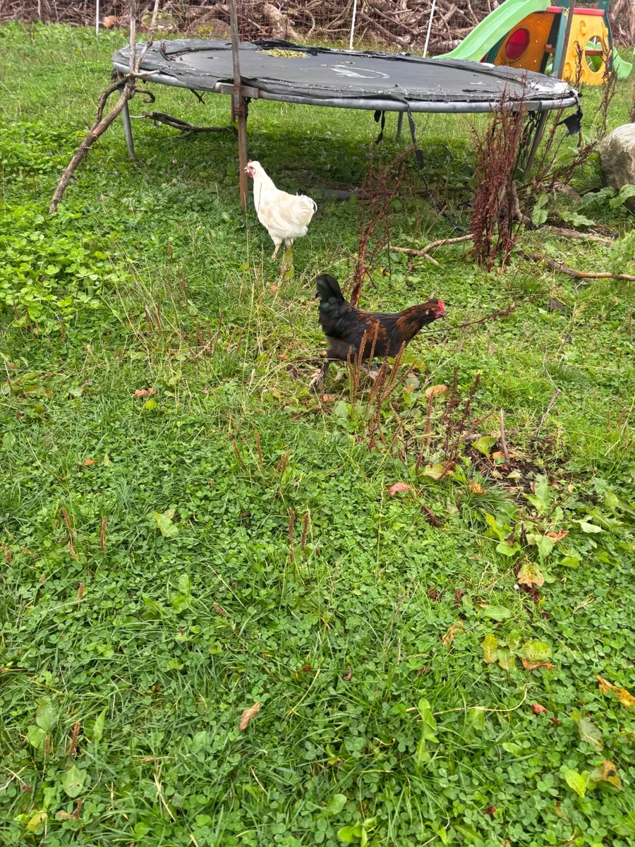 Roosters - Image 4