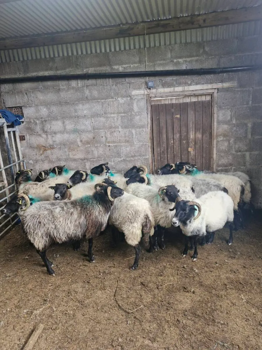 Ewes - Image 1
