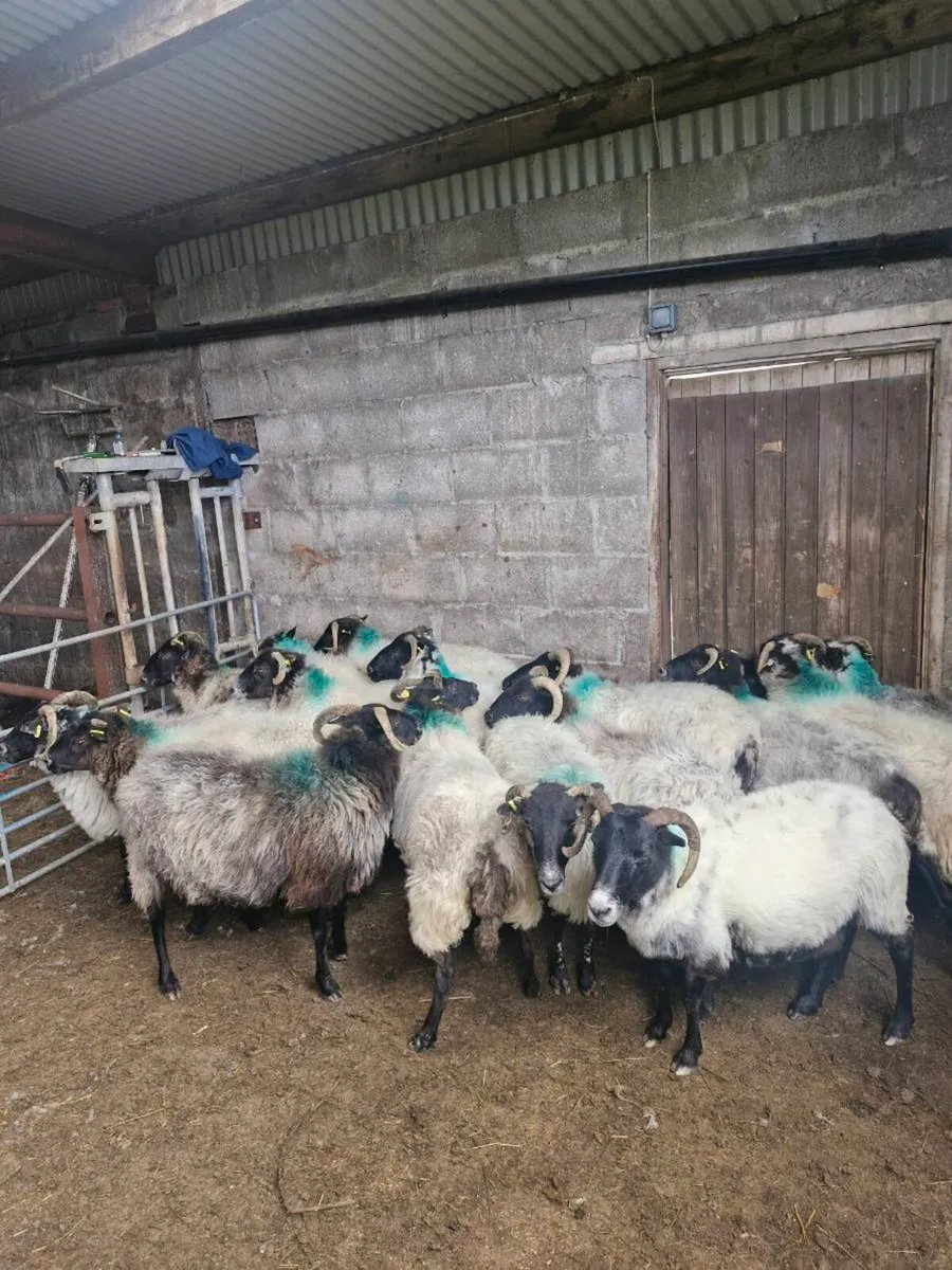 Ewes - Image 2