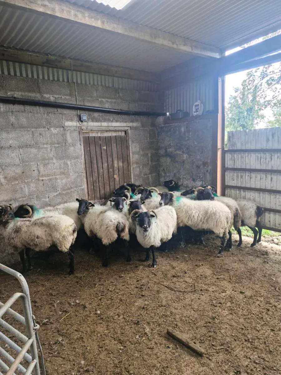Ewes - Image 3