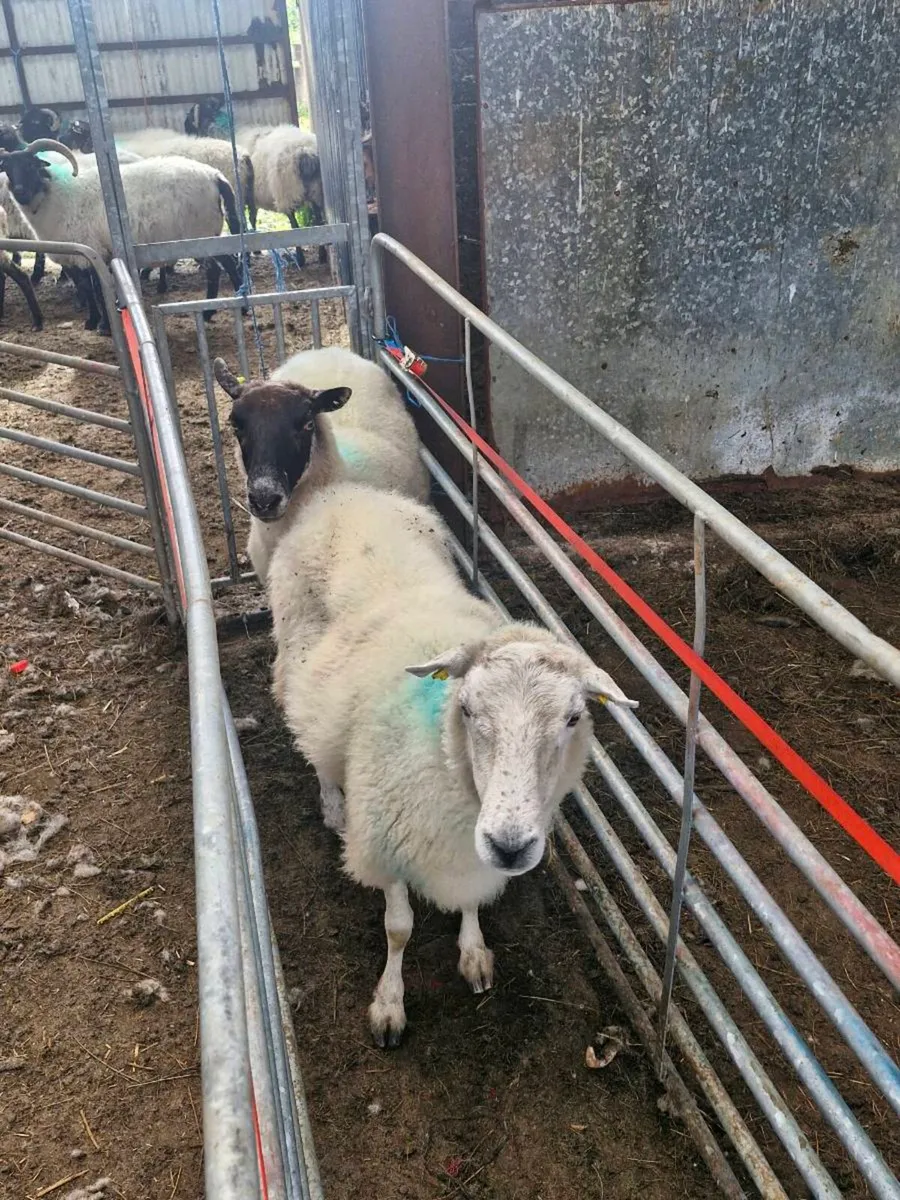 Ewes - Image 4