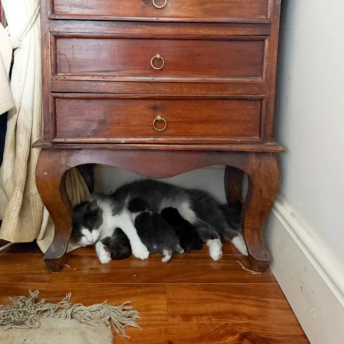 Kittens - Image 3