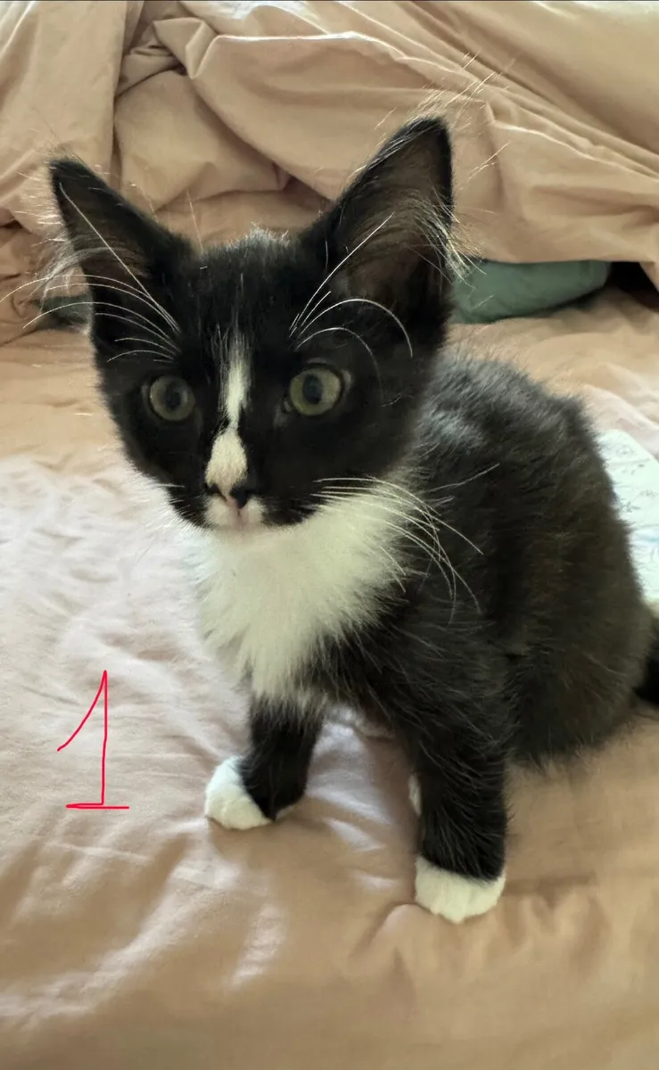 Ragdoll cross female kittens looking for home - Image 2