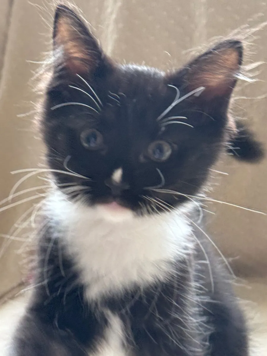 Ragdoll cross female kittens looking for home - Image 3