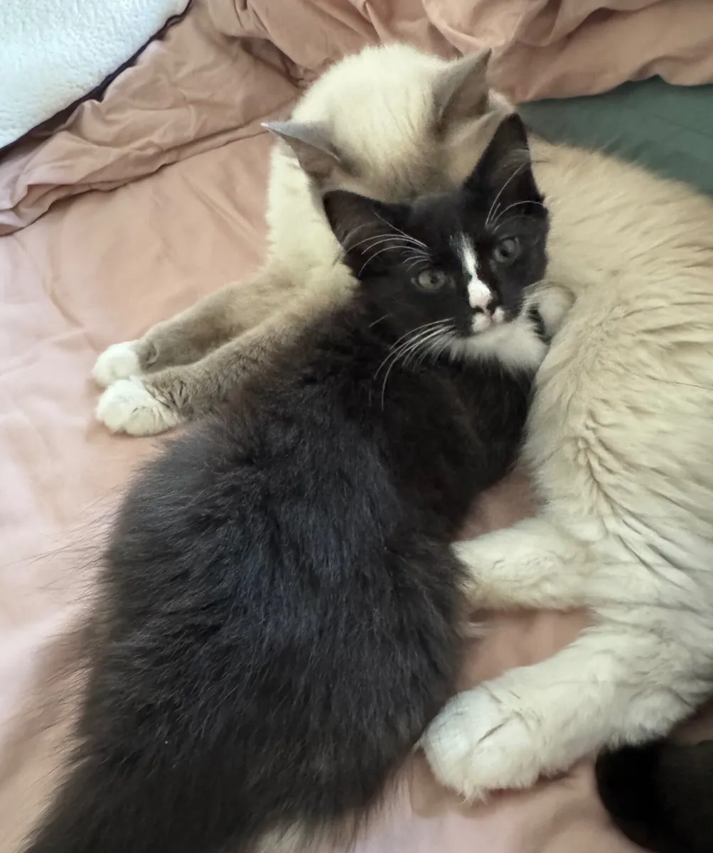 Ragdoll cross female kittens looking for home - Image 4