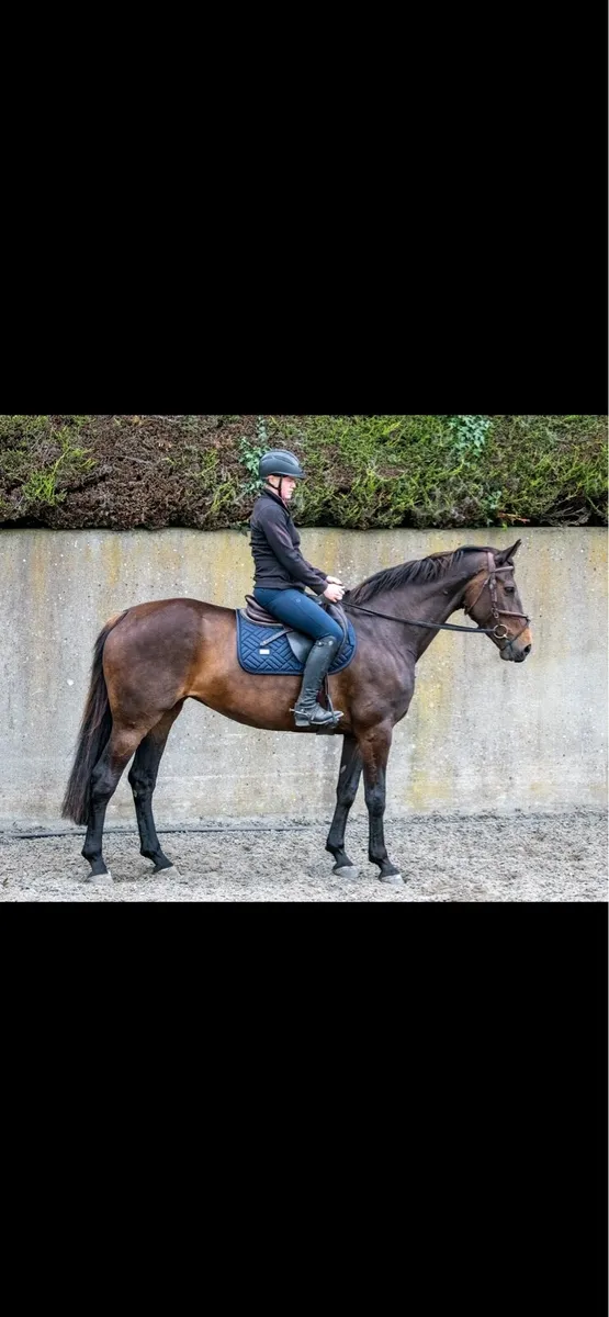 Gorgeous mare 16’1 - Image 1
