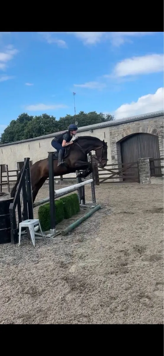 Gorgeous mare 16’1 - Image 2