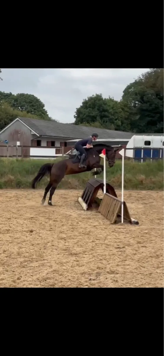 Gorgeous mare 16’1 - Image 3