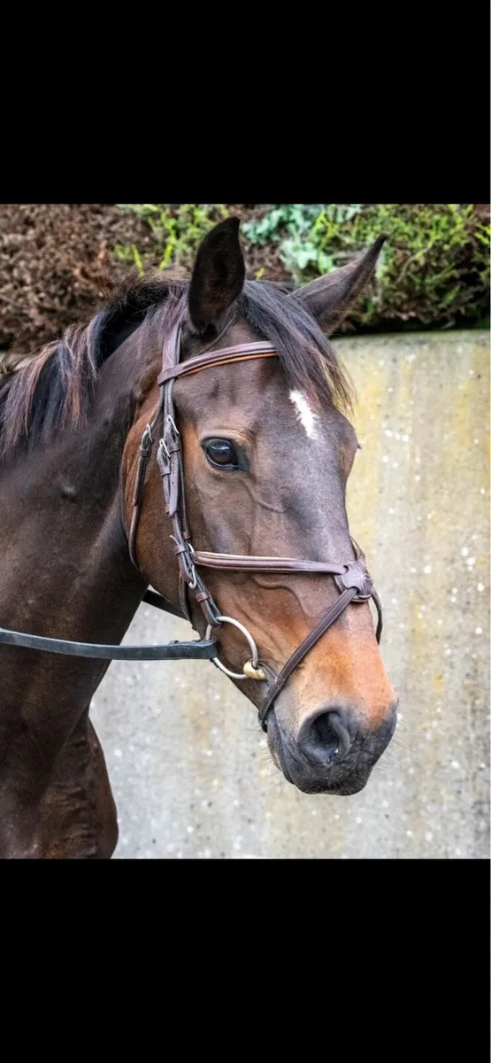 Gorgeous mare 16’1 - Image 4
