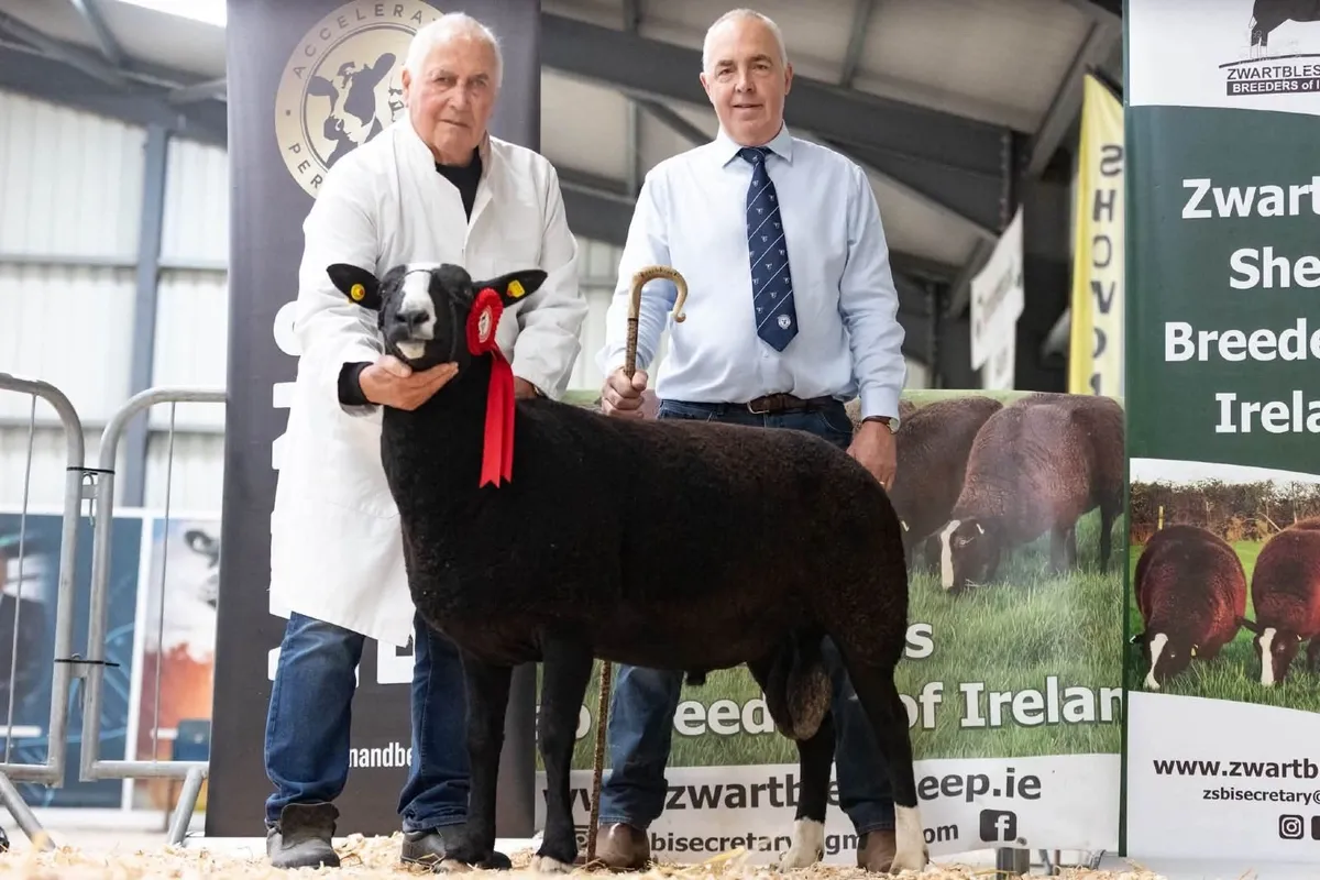 Zwartbles Hogget Ram - Image 1