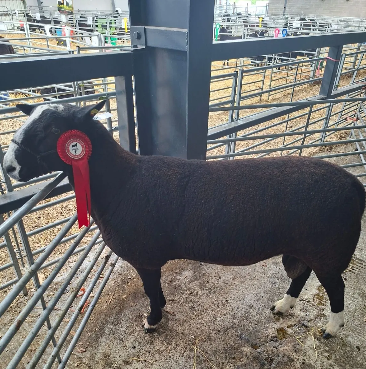 Zwartbles Hogget Ram - Image 2