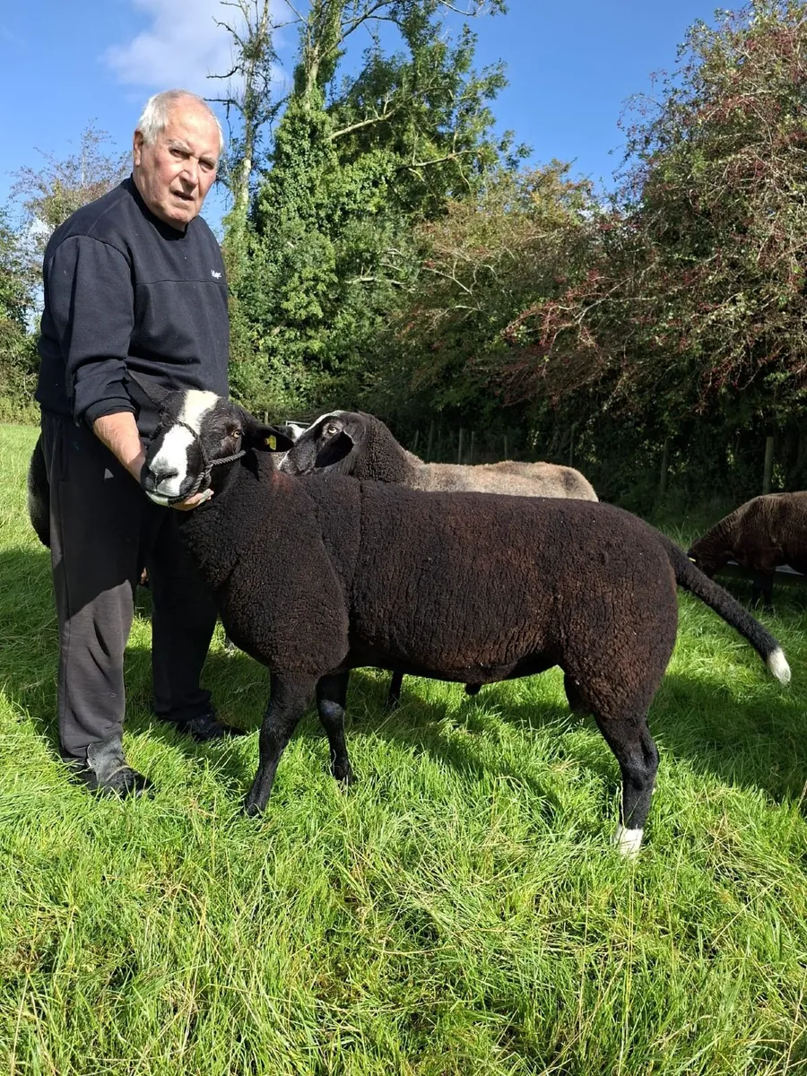 Zwartbles Hogget Ram - Image 3