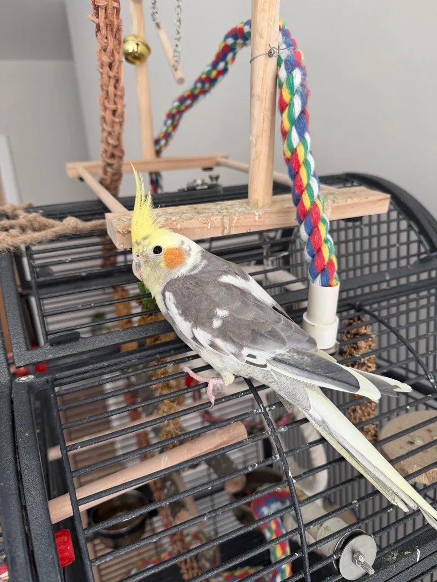 Cockatiel - Image 2
