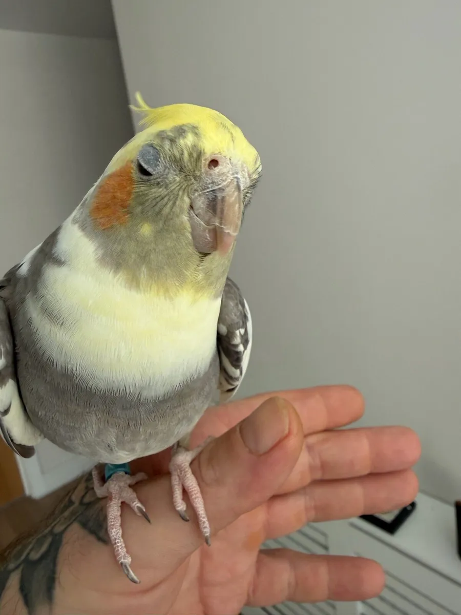 Cockatiel - Image 3