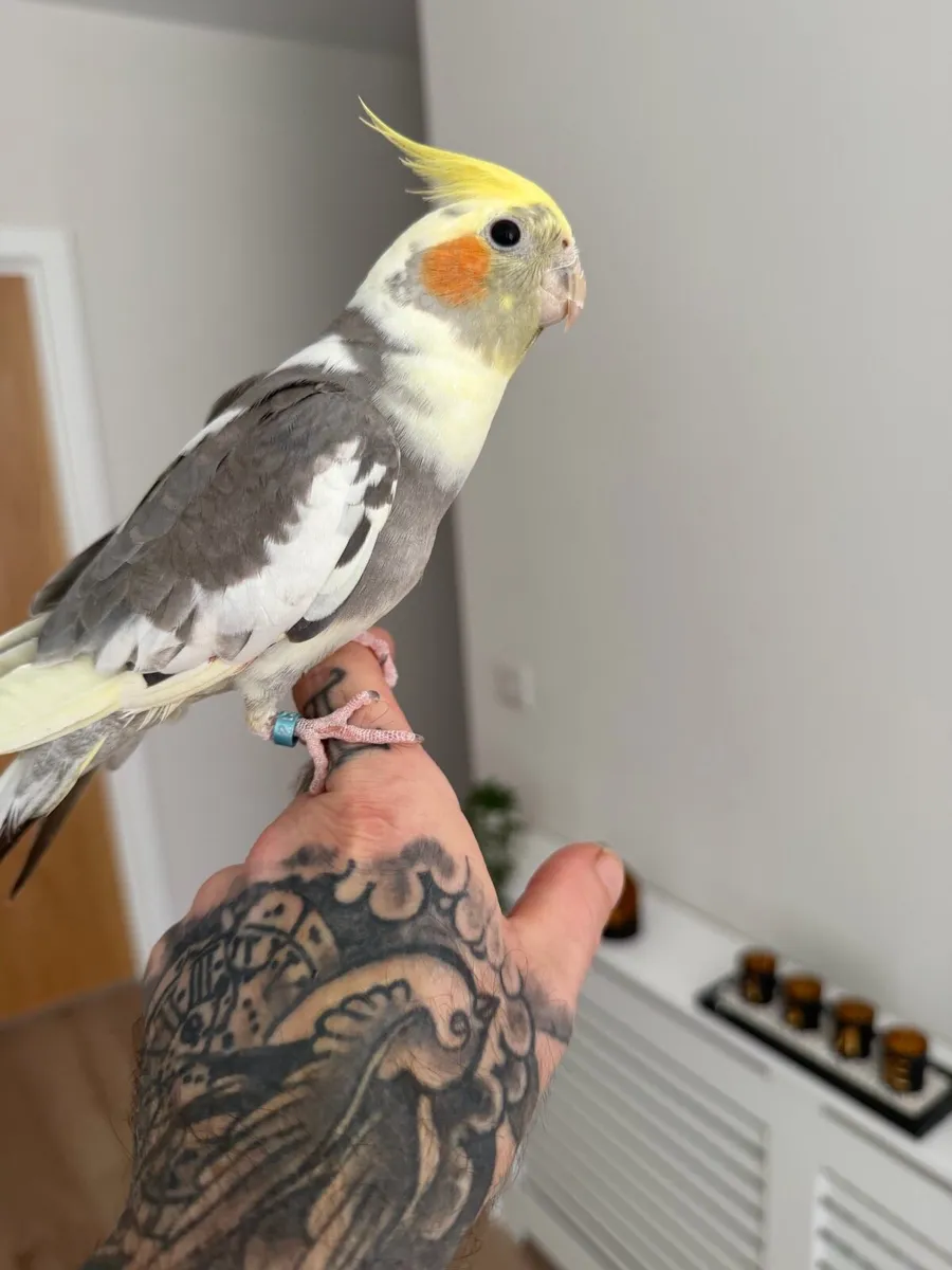 Cockatiel - Image 4