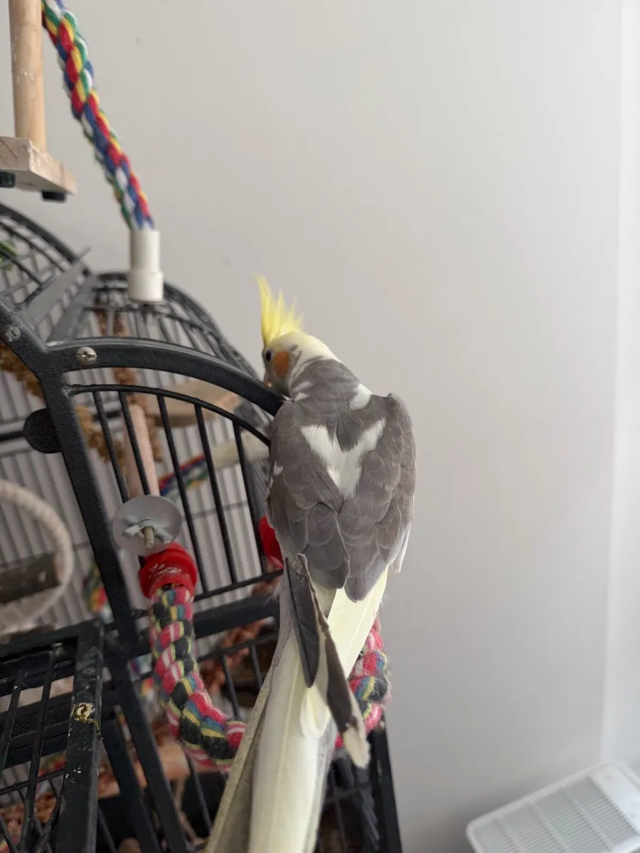 Cockatiel - Image 1