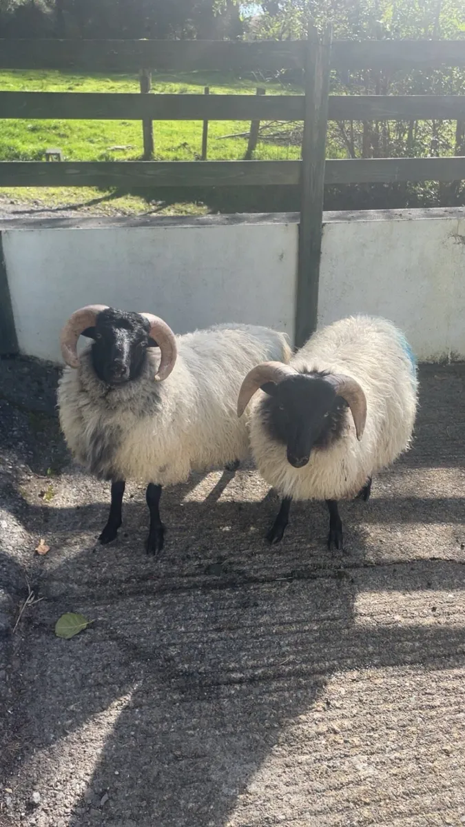 Ramb lambs - Image 1