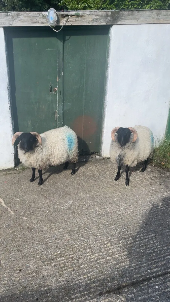 Ramb lambs - Image 2