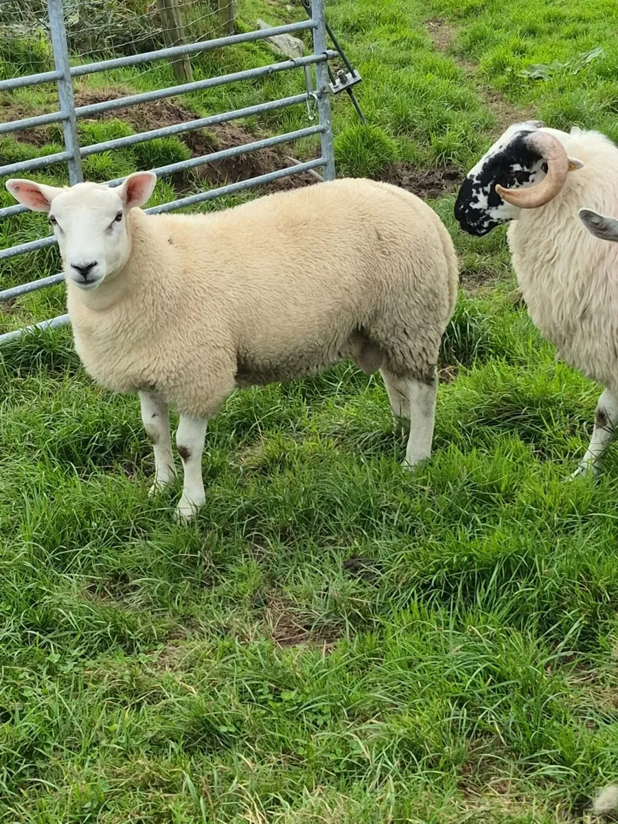 Texel Ram Lamb - Image 1