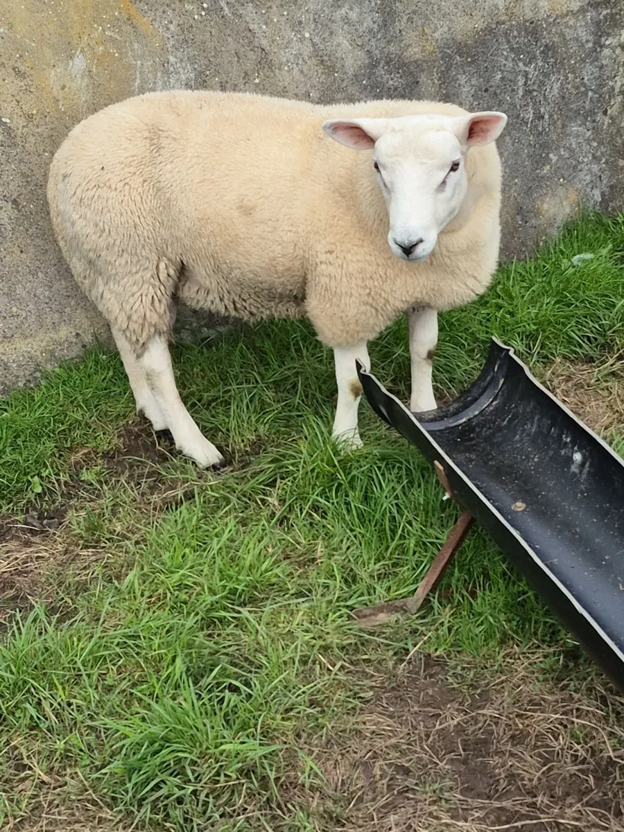 Texel Ram Lamb - Image 2