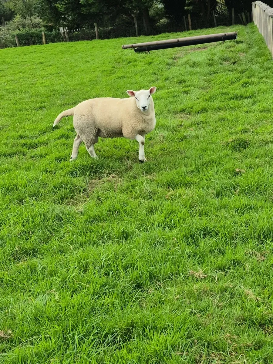 Texel Ram Lamb - Image 4