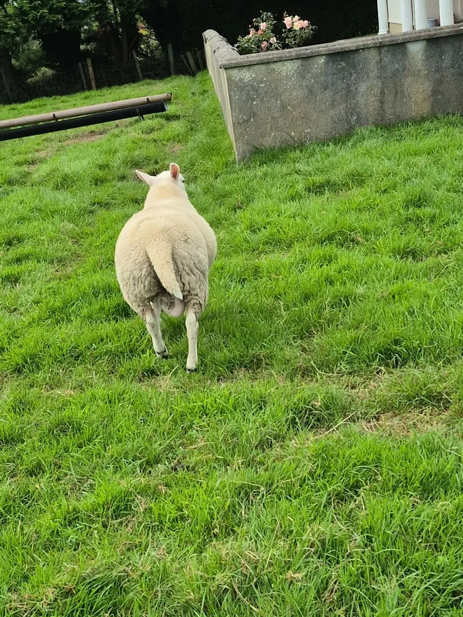 Texel Ram Lamb - Image 3