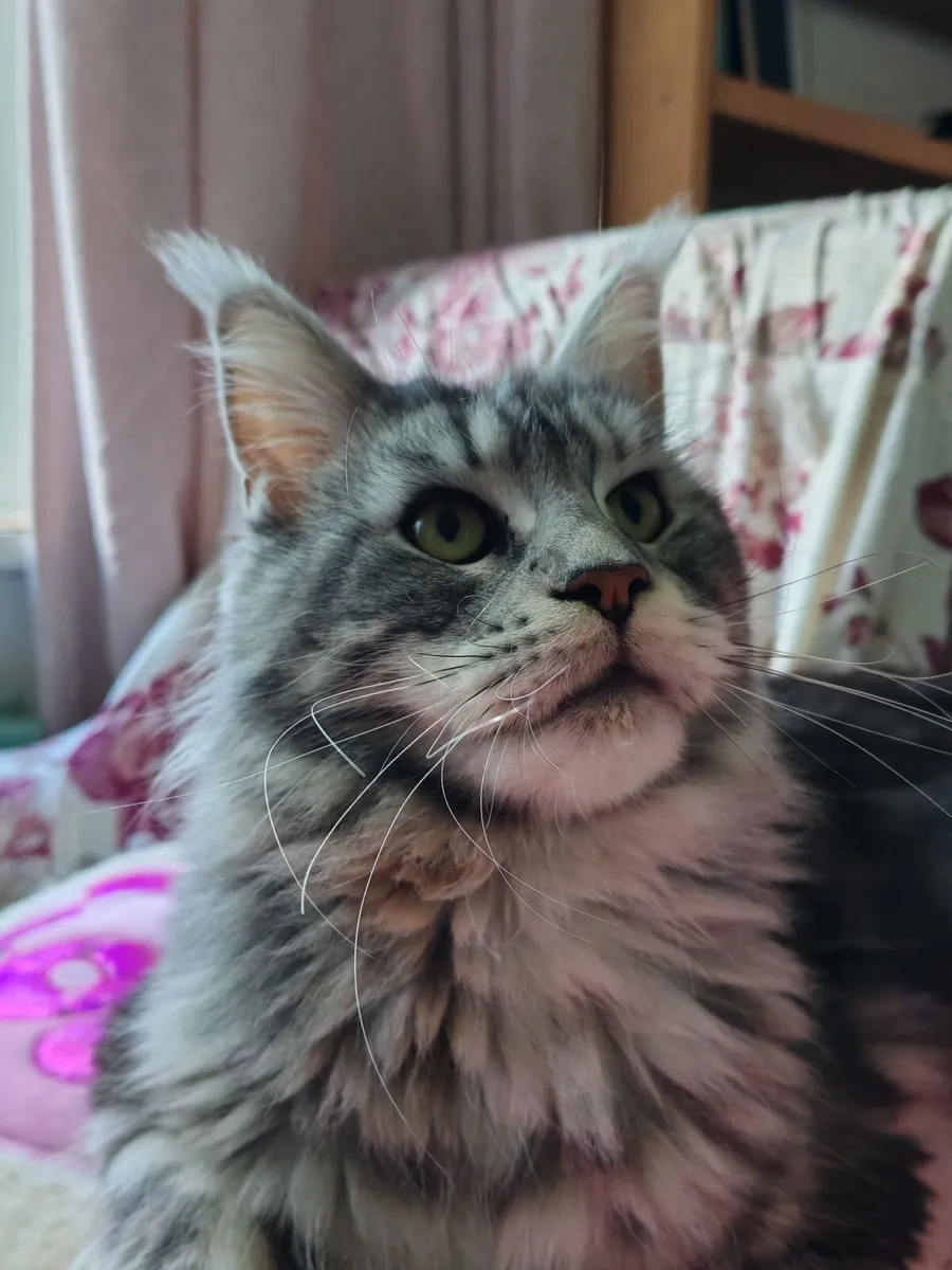 Maine coon - Image 1