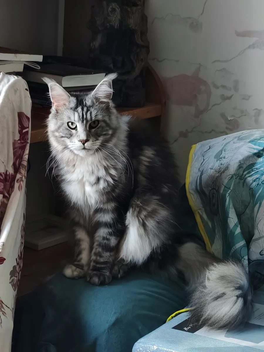 Maine coon - Image 2
