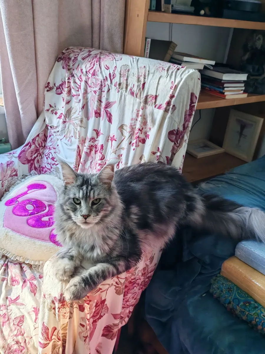 Maine coon - Image 3