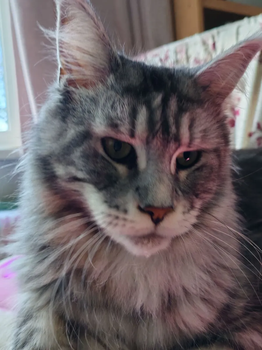 Maine coon - Image 4